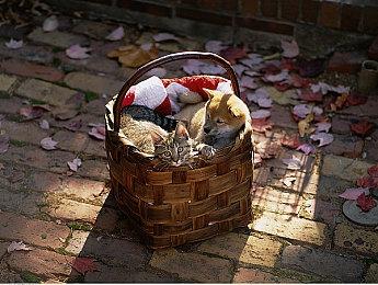 新一届夏日游戏节2026确定2026年6月5日举行