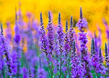 顽皮狗尼尔：知道大家想要《最后生还者3》 但我就不说